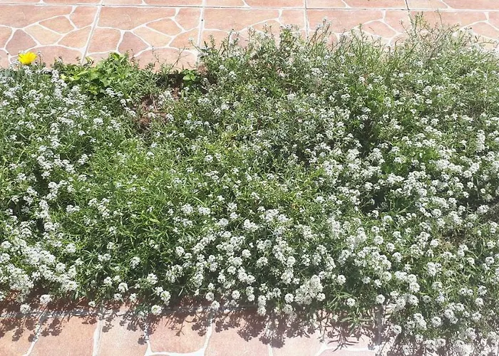 Apartamento Iris Sabunike *